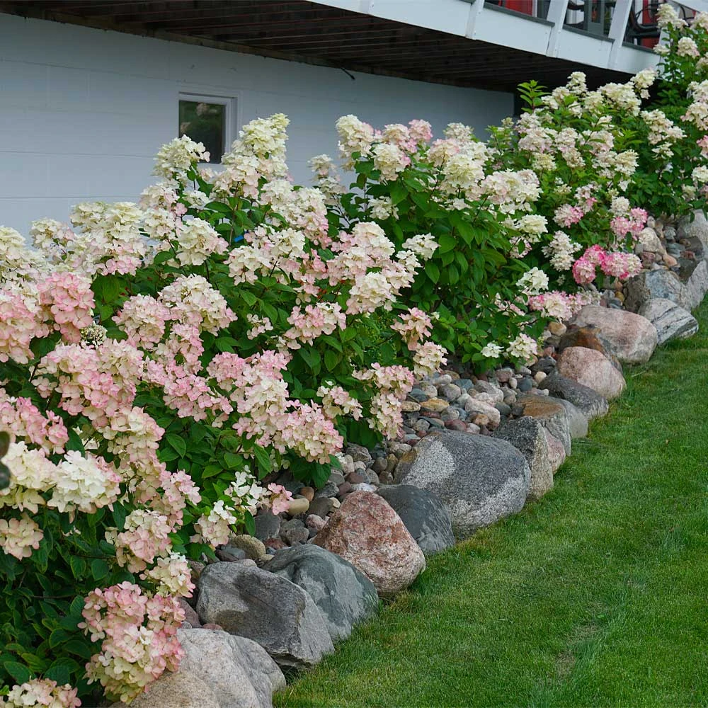 Fire Light® Hydrangea Shrub - Image 2