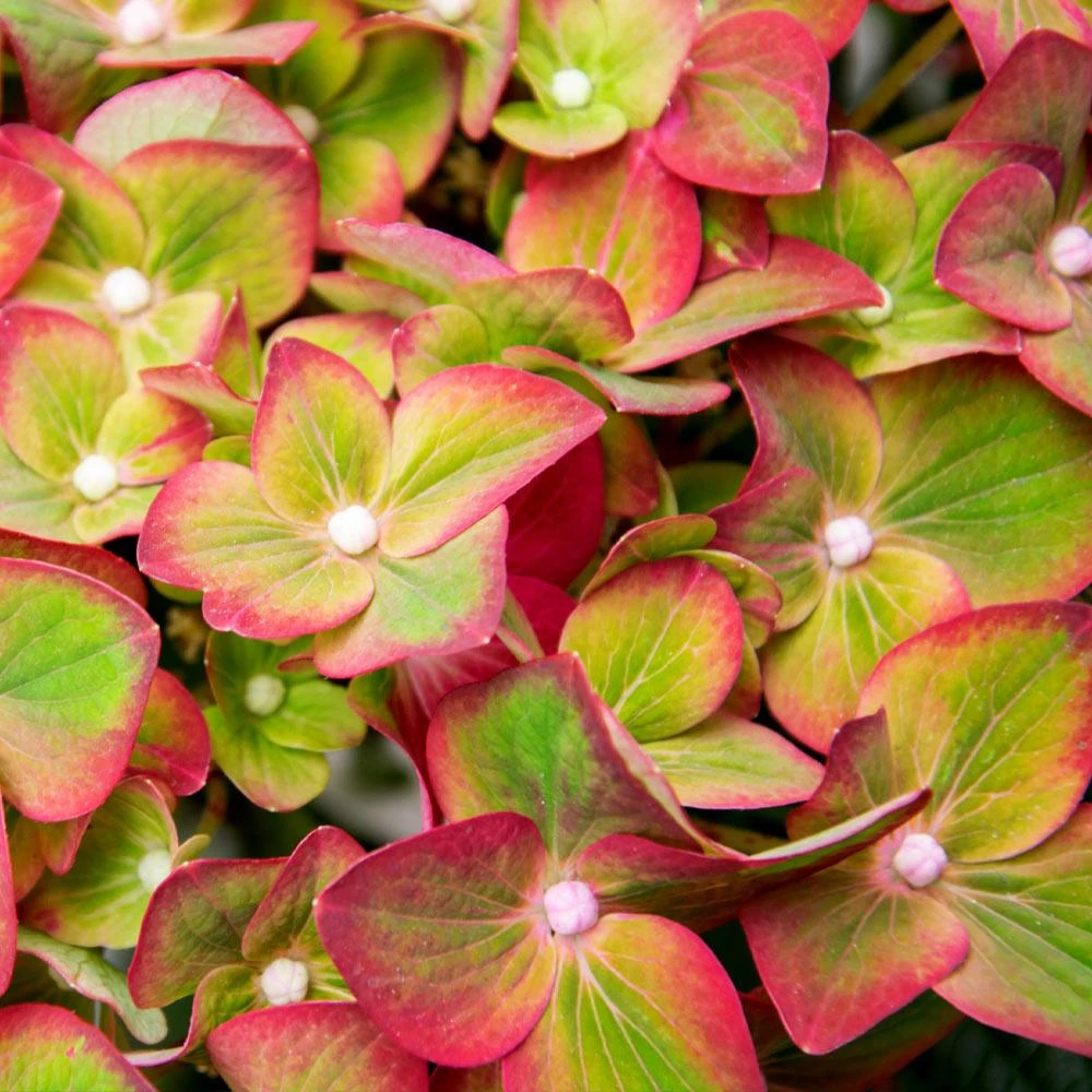 Pistachio Hydrangea Shrub - Image 2