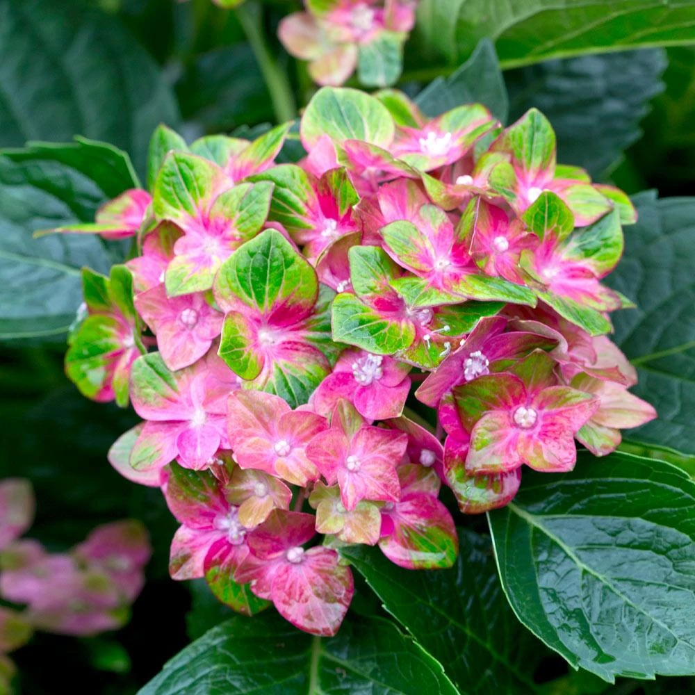 Pistachio Hydrangea Shrub - Image 3