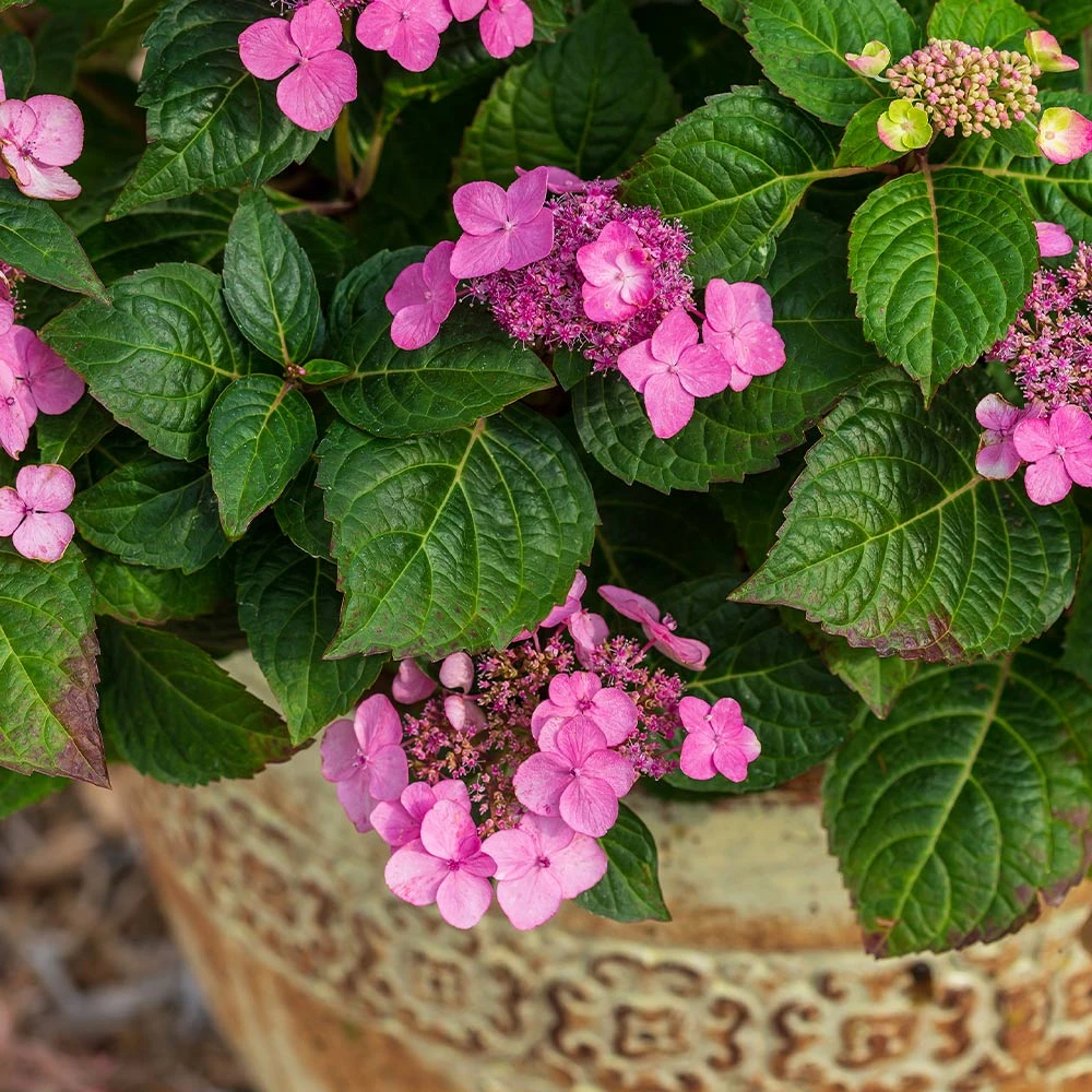 Endless Summer® Pop Star® Bigleaf Hydrangea - Image 4