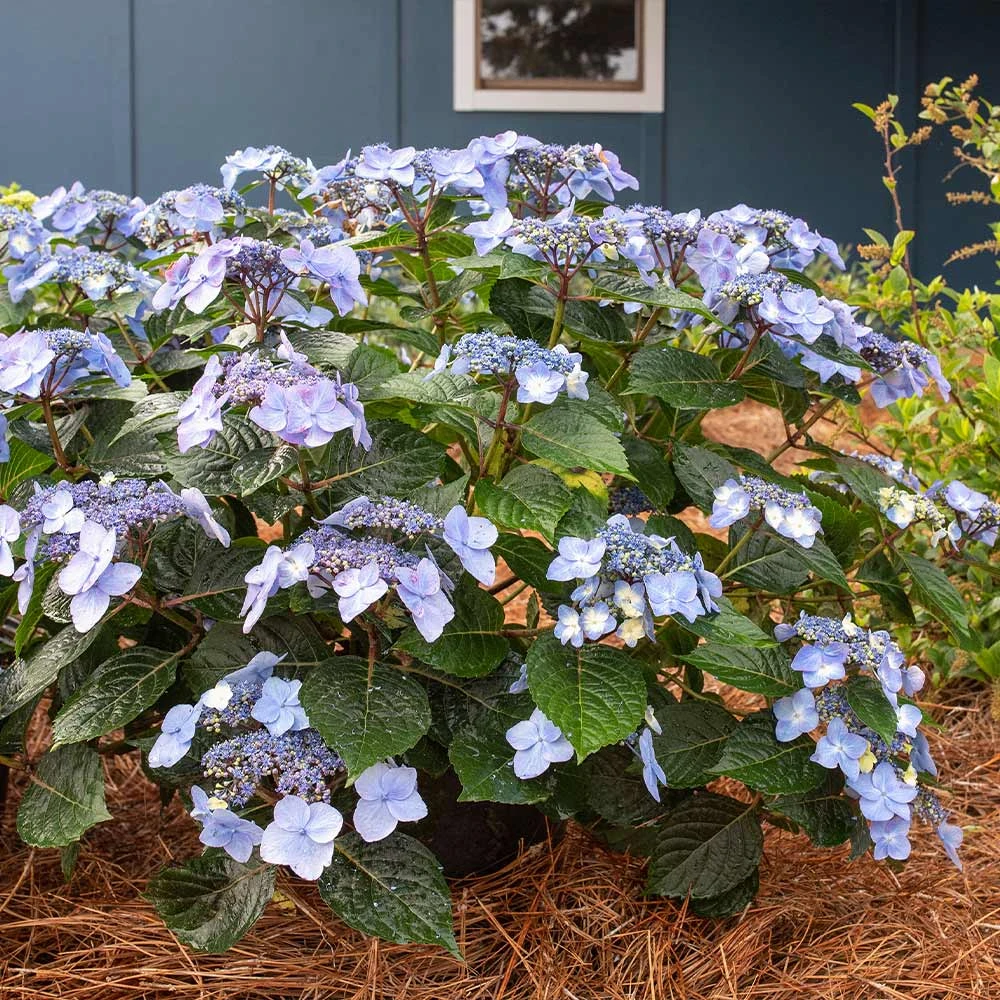 Endless Summer® Pop Star® Bigleaf Hydrangea - Image 3