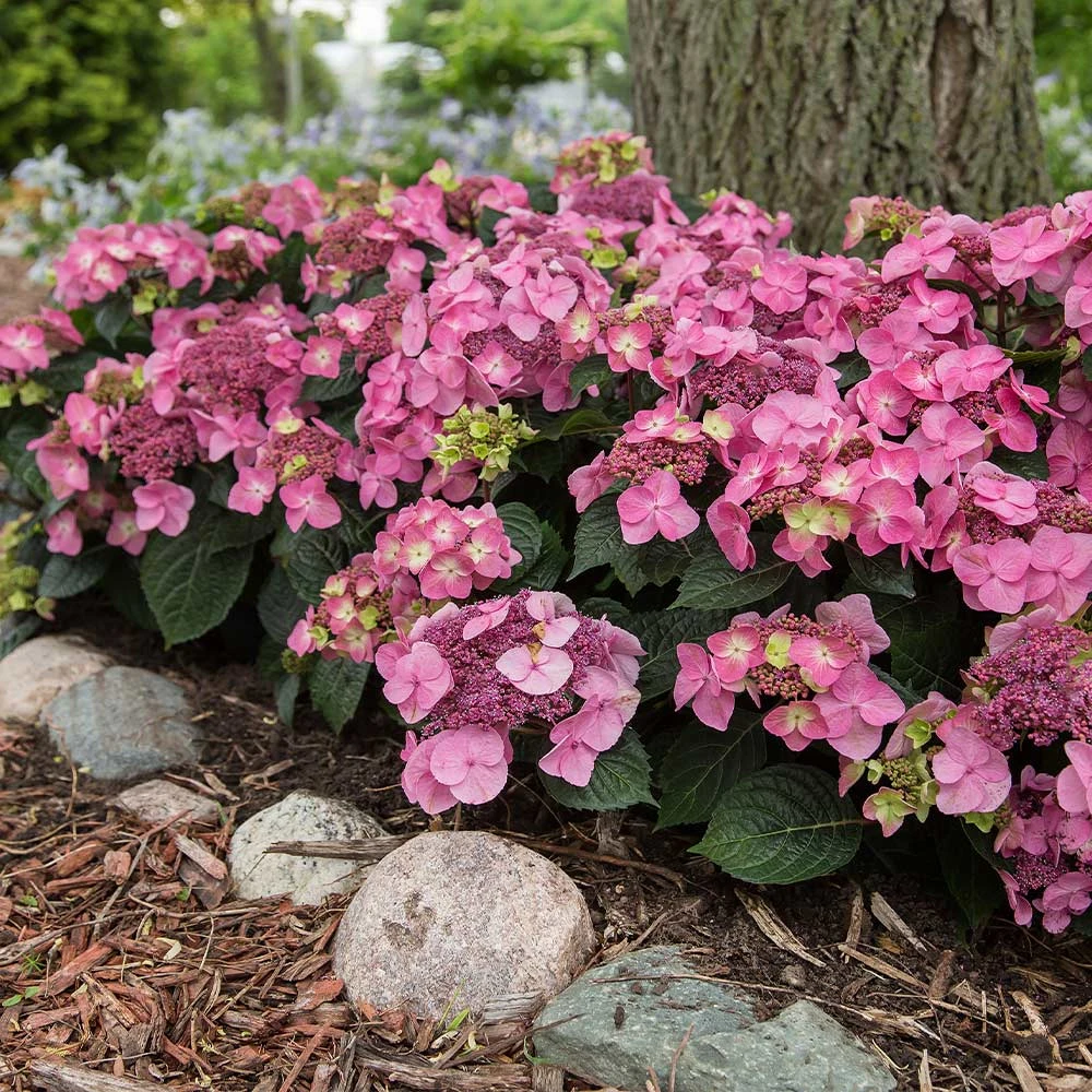 Endless Summer® Pop Star® Bigleaf Hydrangea - Image 2