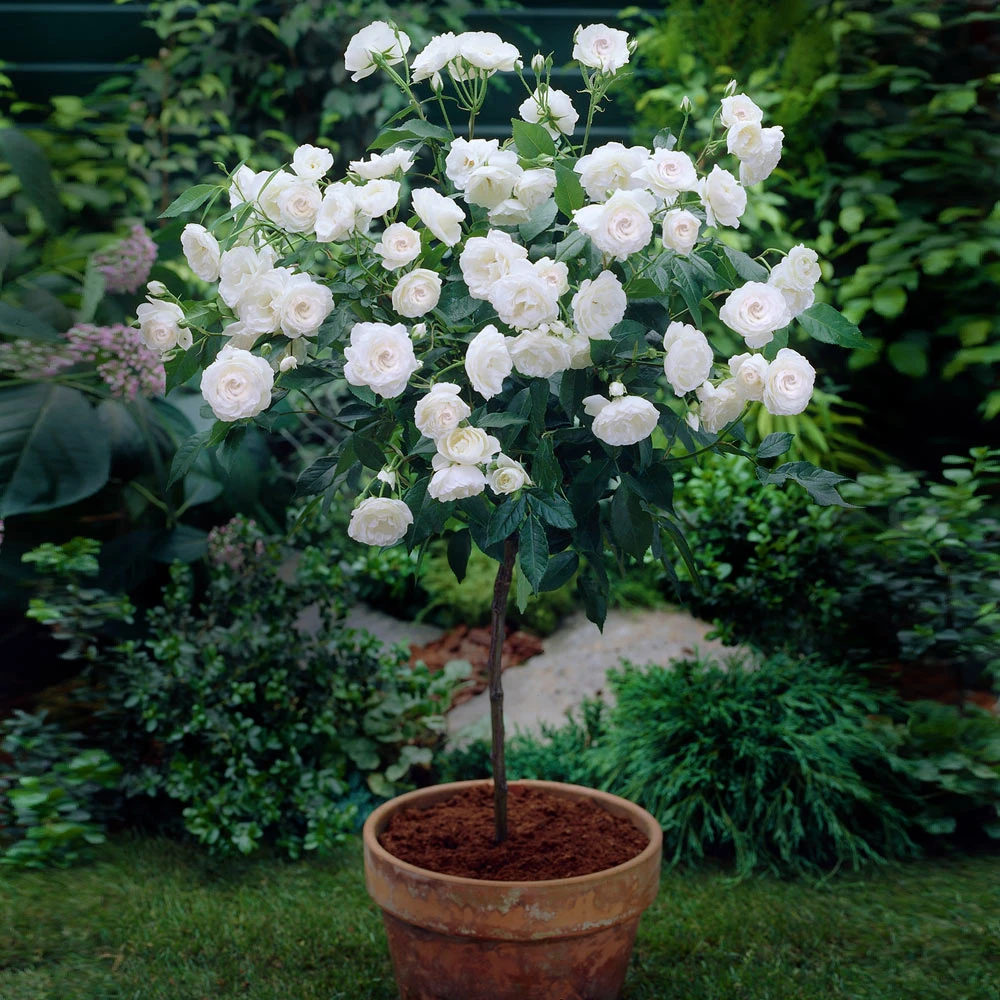 Iceberg Rose Tree - Image 2