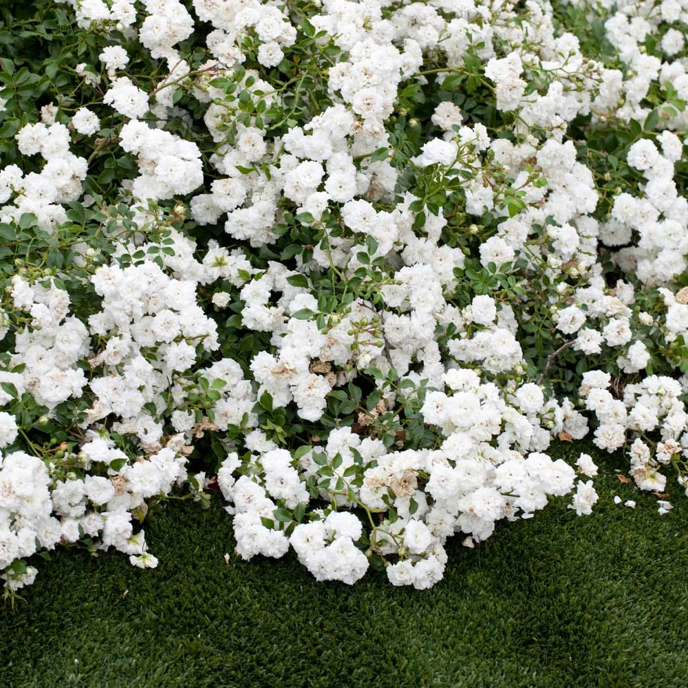 Icy Drift® Rose - Image 2