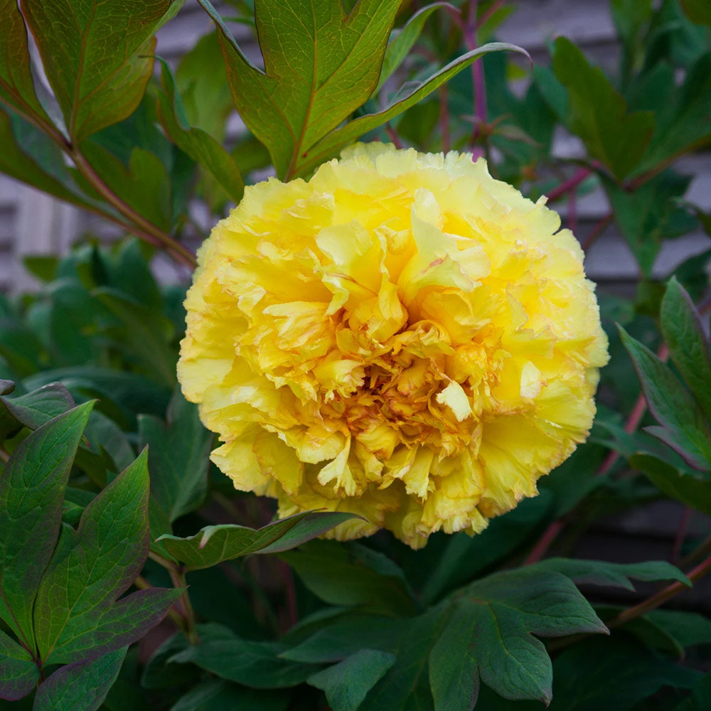 Bartzella Peony - Image 3