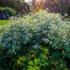 Ivory Halo Dogwood Shrub