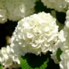 Japanese Snowball Bush