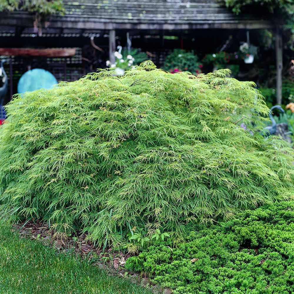Weeping Japanese Maple 'Viridis' Tree - Image 3