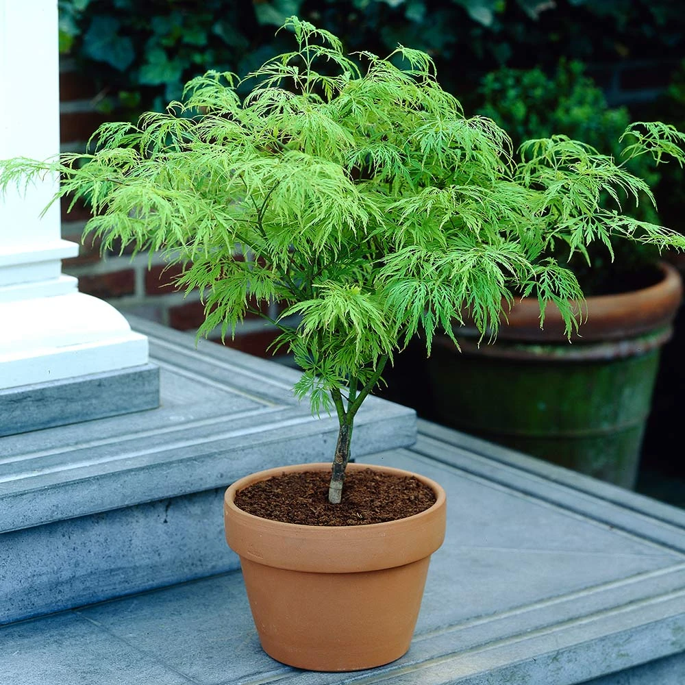 Weeping Japanese Maple 'Viridis' Tree - Image 6