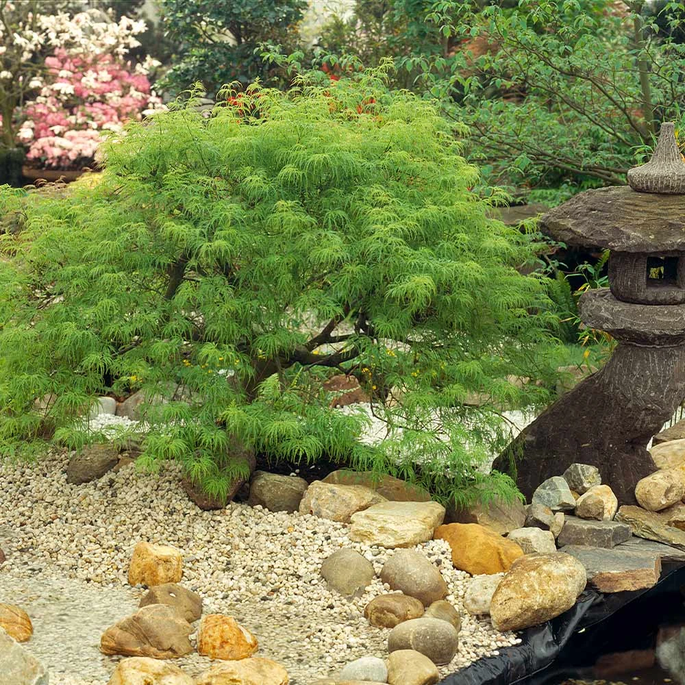Weeping Japanese Maple 'Viridis' Tree - Image 2