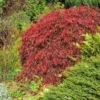 Red Select Japanese Maple Tree