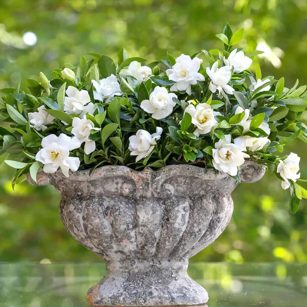 Jubilation™ Gardenia Shrub - Image 2