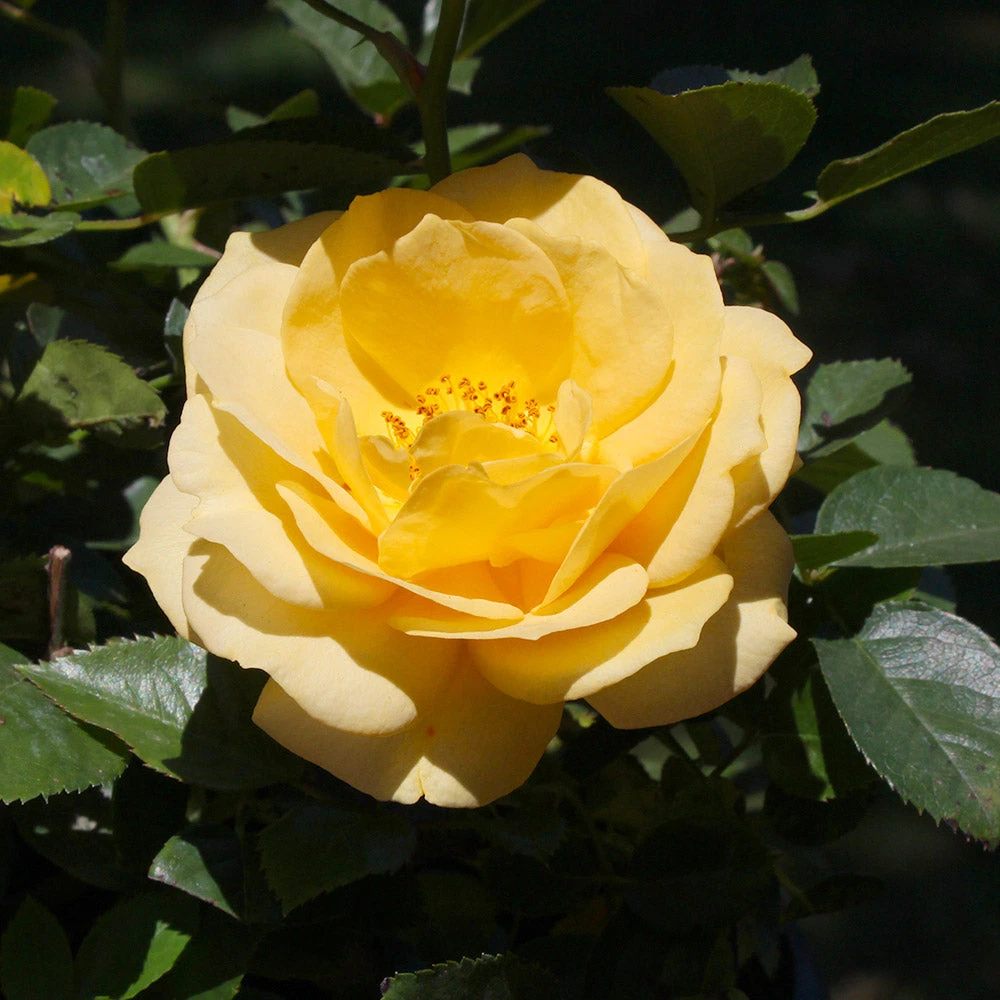 Julia Child Rose Tree - Image 5
