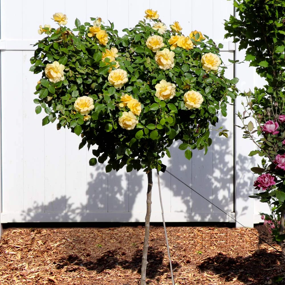 Julia Child Rose Tree - Image 2
