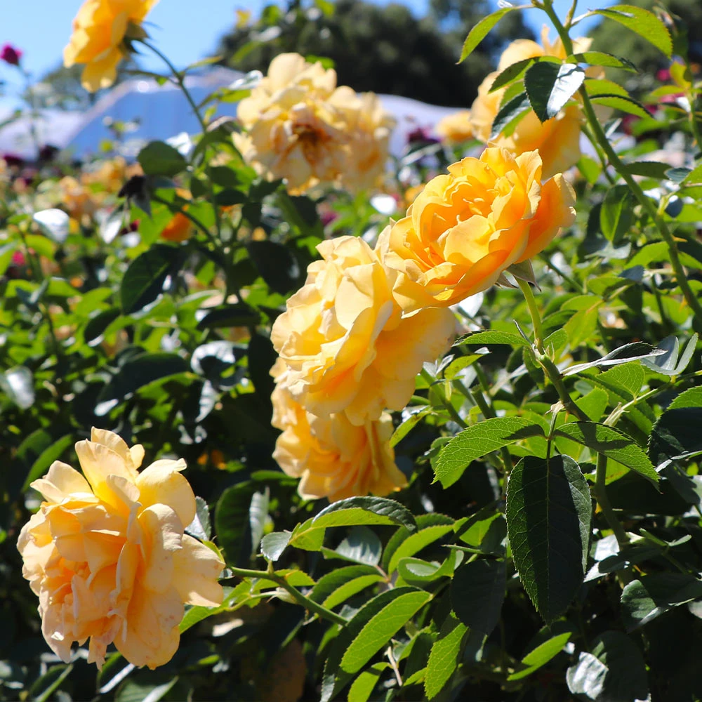 Julia Child Rose Tree - Image 4