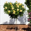 Julia Child Rose Tree
