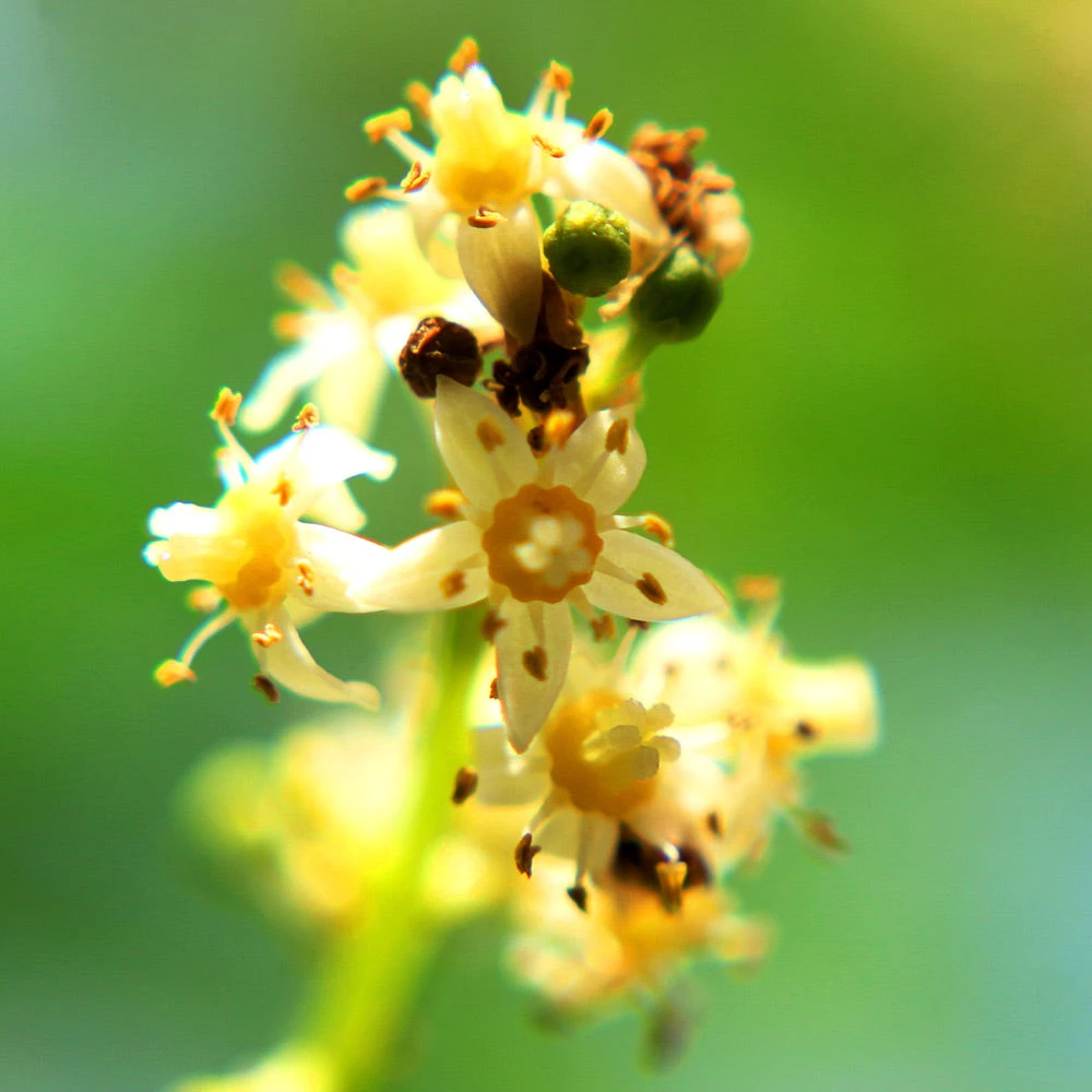 June Plum Tree - Image 4