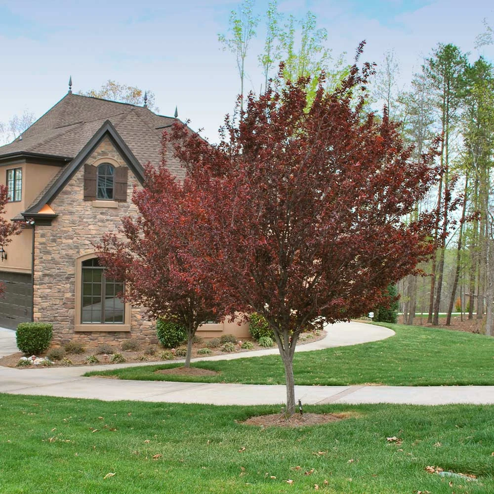 KV' Flowering Plum Tree - Image 4