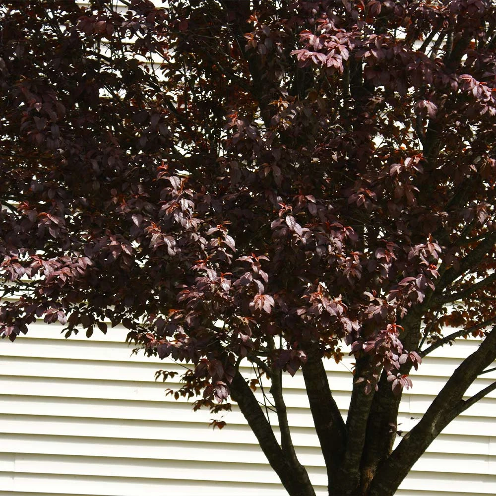 KV' Flowering Plum Tree - Image 3