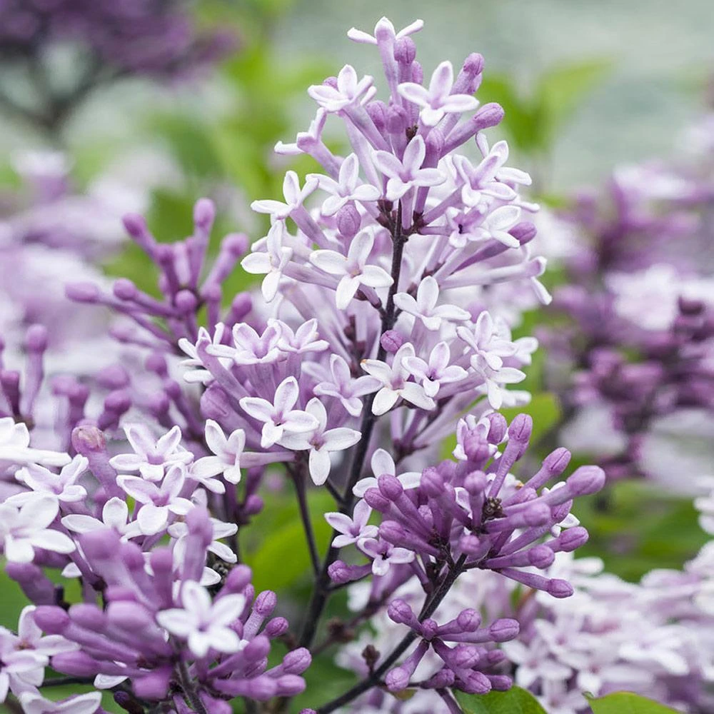 Dwarf Korean Lilac Tree - Image 3