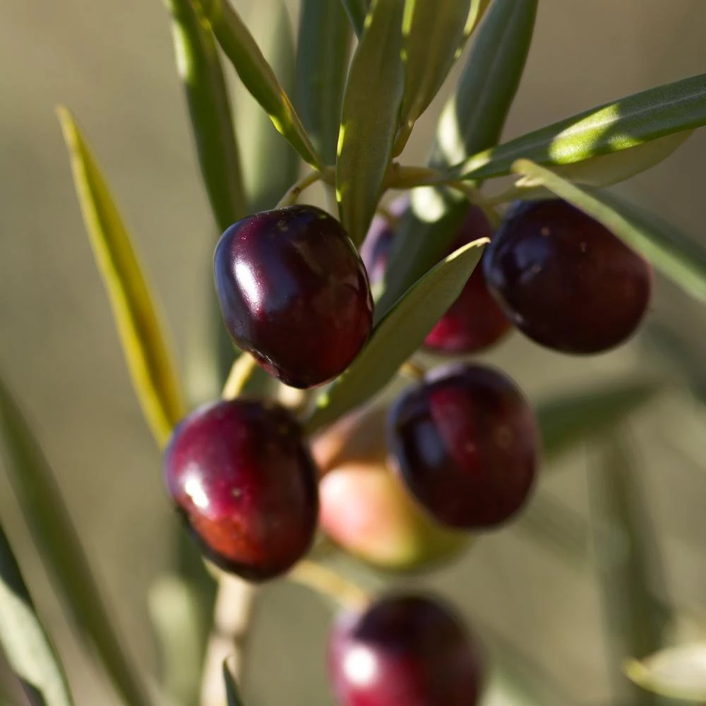 Koroneiki Greek Olive Tree - Image 3