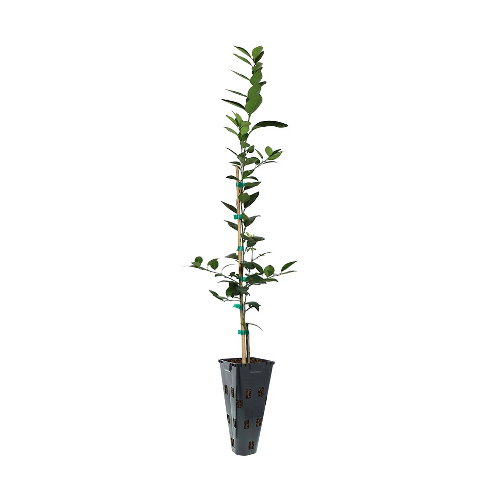 Key Lime Tree - Image 6