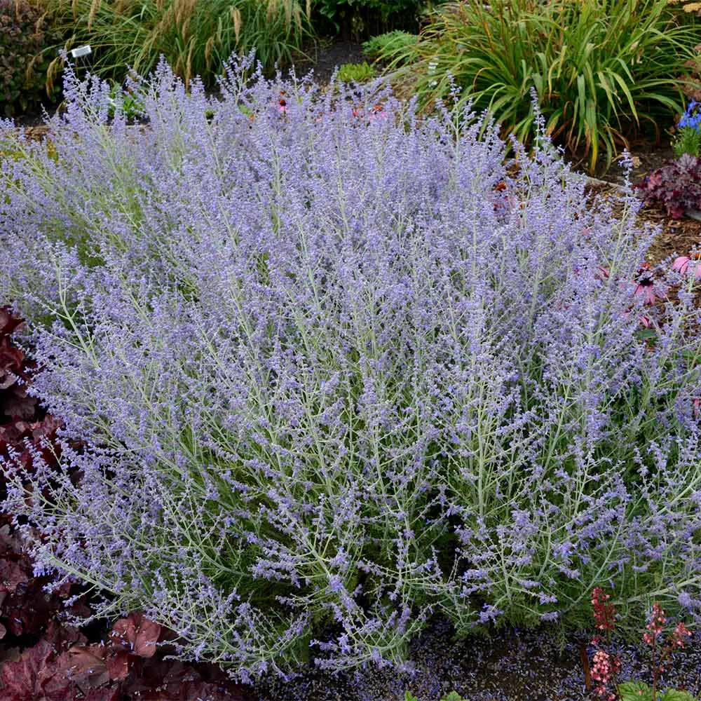 Lacey Blue Russian Sage - Image 2