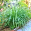 Lemon Grass Plant (Cymbopogon Citratus)