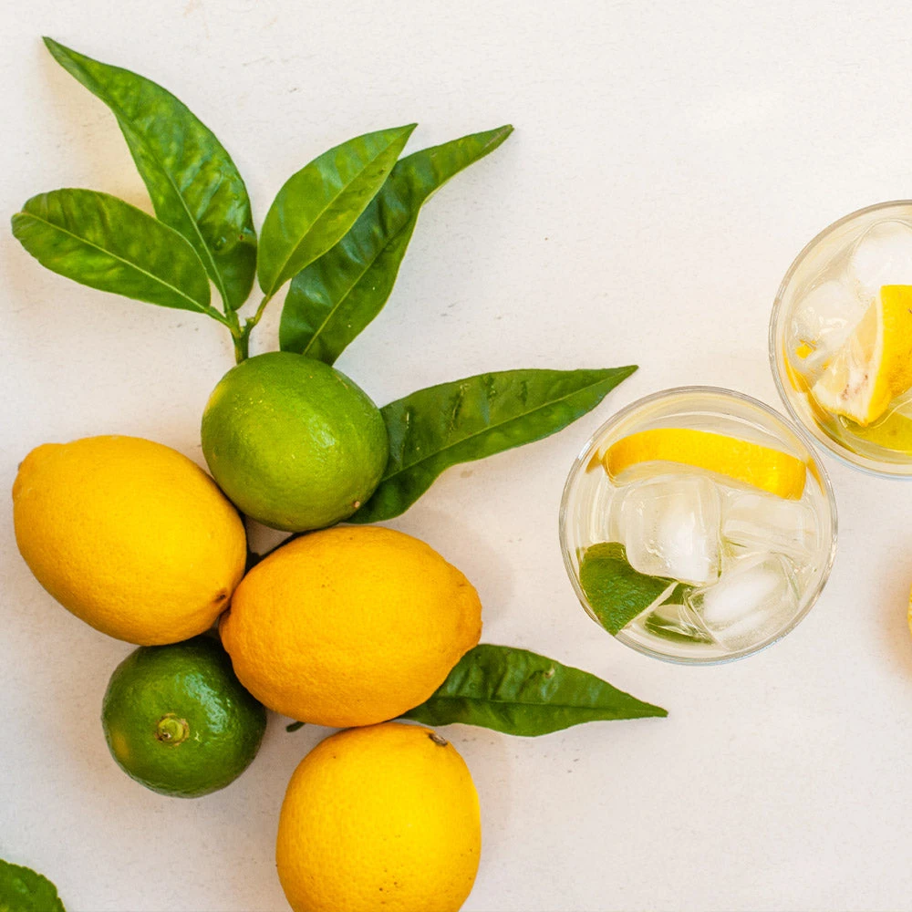 Lemon-Lime Citrus Bush - Image 3