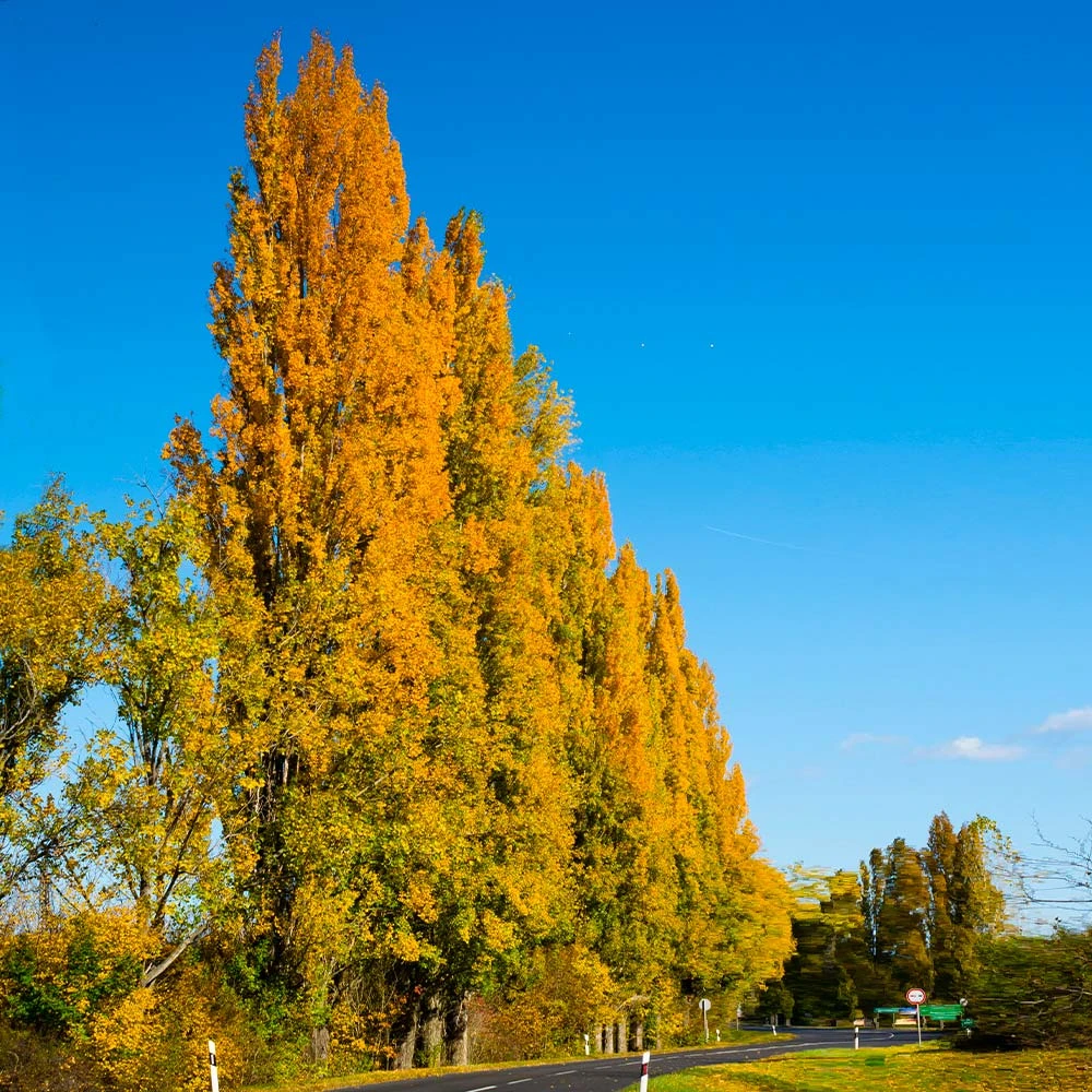Lombardy Poplar Tree - Image 4