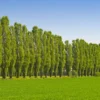Lombardy Poplar Tree