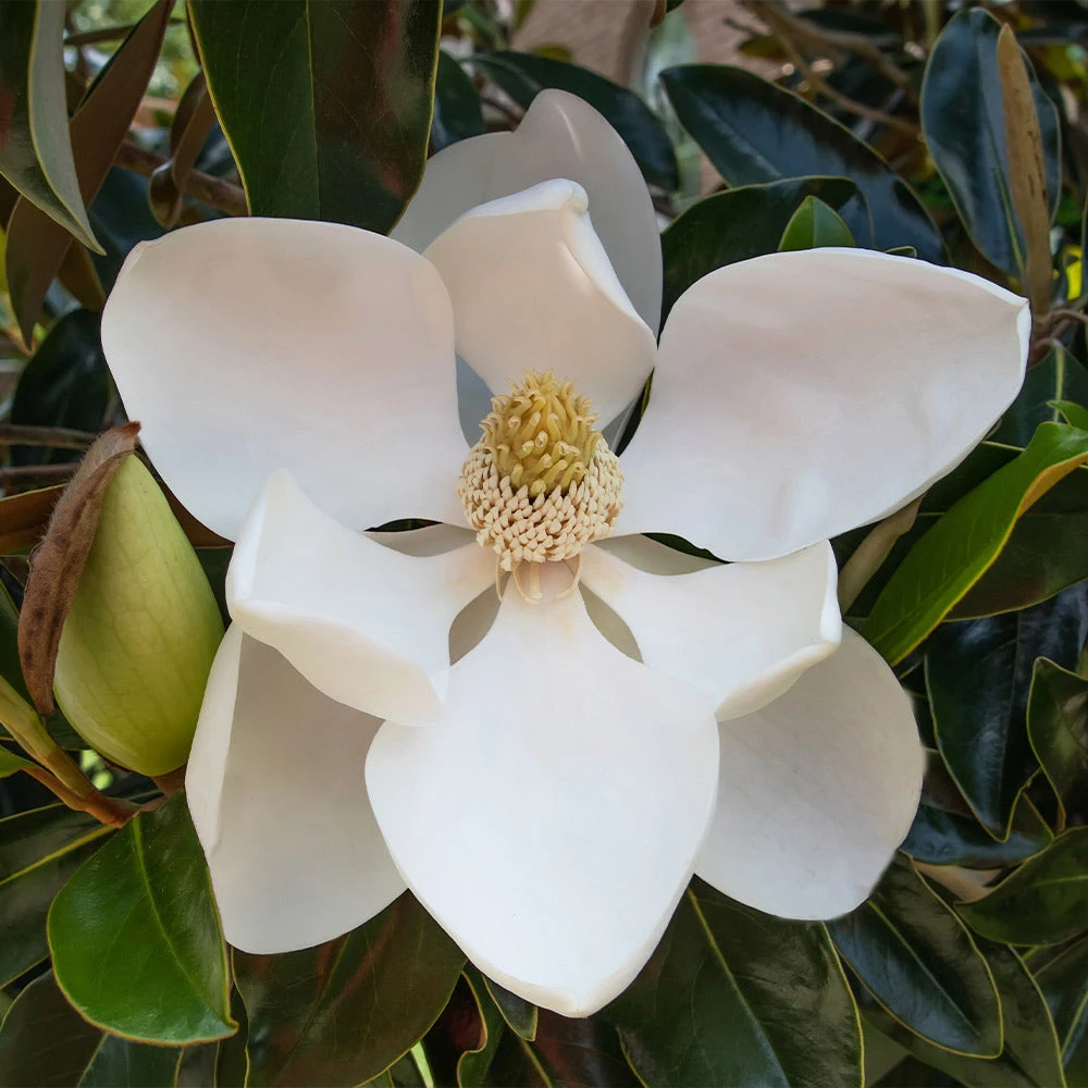 Little Gem Magnolia Tree - Image 3