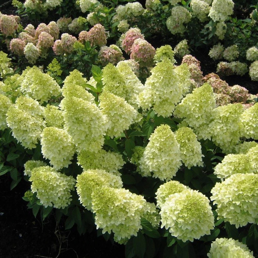 Magical® Candle Hydrangea Shrub - Image 2