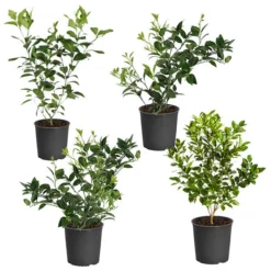 Citrus Bush Variety Kit