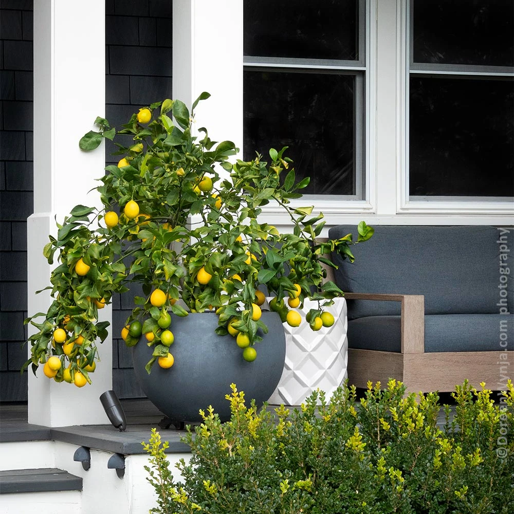 Meyer Lemon Tree - USDA Organic - Image 7