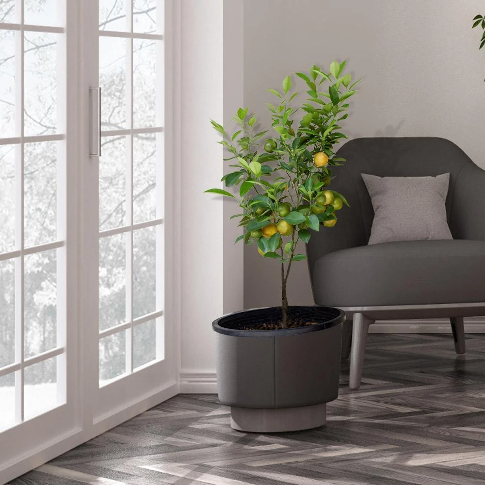 Meyer Lemon Tree - USDA Organic - Image 4