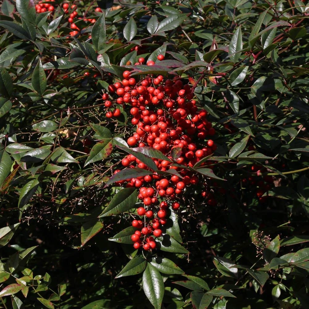 Heavenly Bamboo Nandina Shrub - Image 4