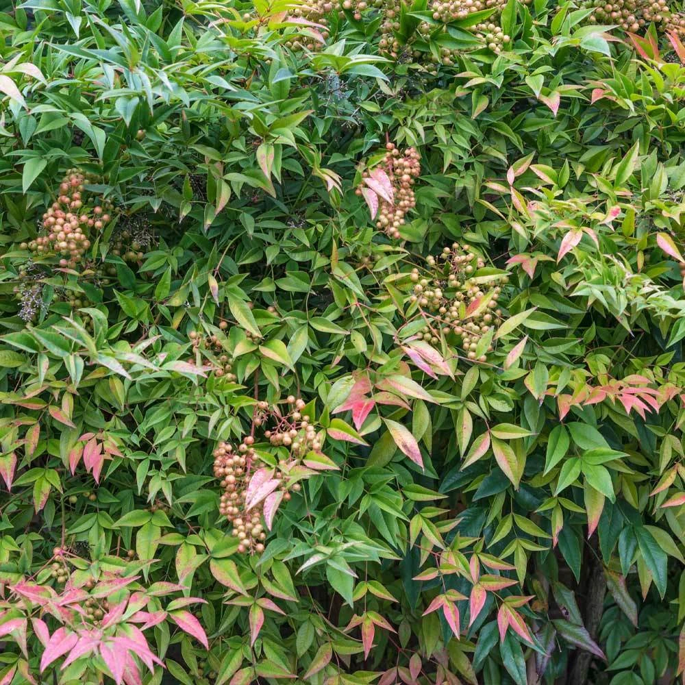 Heavenly Bamboo Nandina Shrub - Image 3
