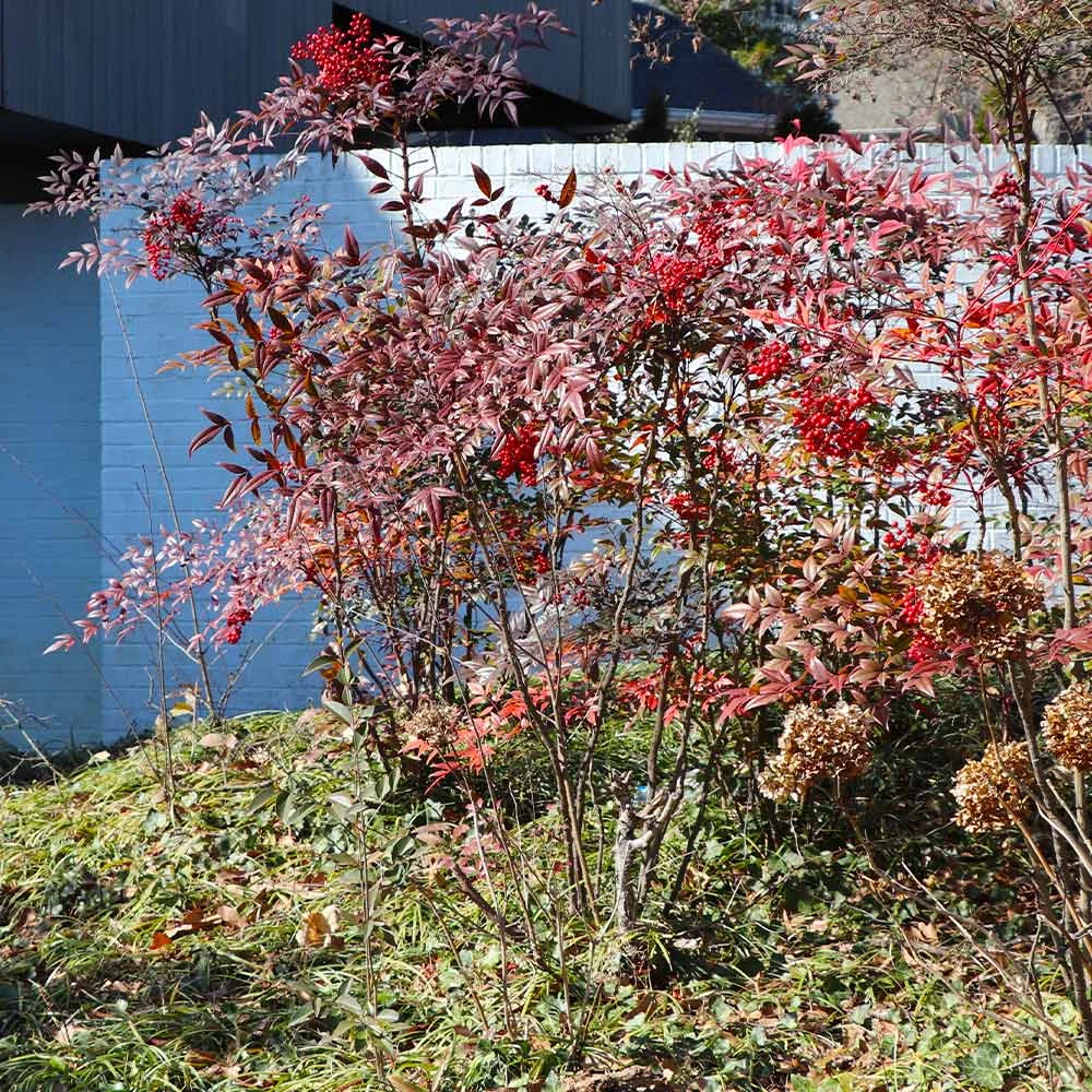 Heavenly Bamboo Nandina Shrub - Image 5