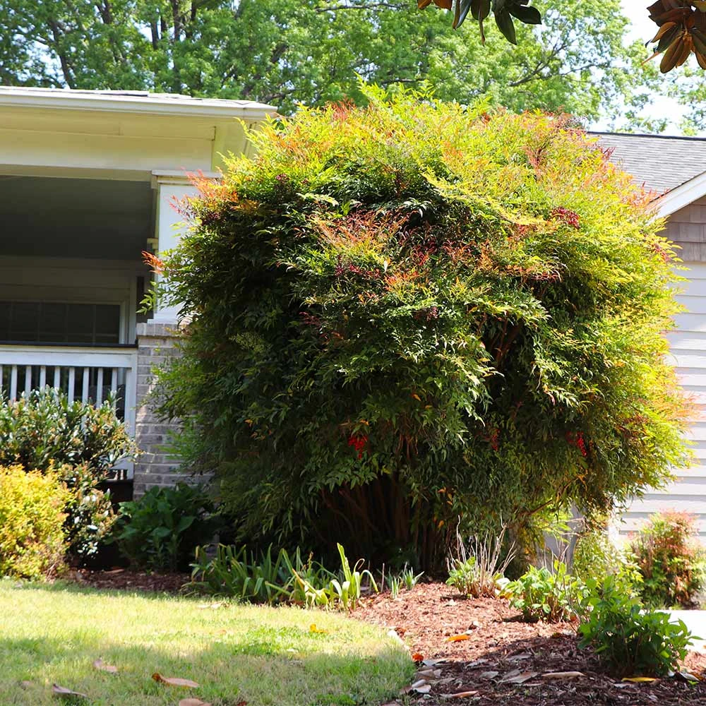 Heavenly Bamboo Nandina Shrub - Image 6