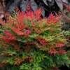 Obsession™ Nandina Shrub