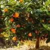 Navel Orange Tree - USDA Organic