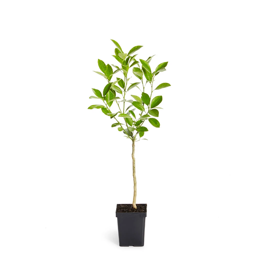 Calamondin Tree - Image 6