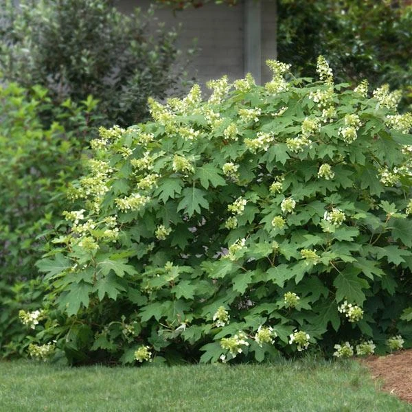 Oakleaf Hydrangea Shrub