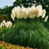 Pampas Grass