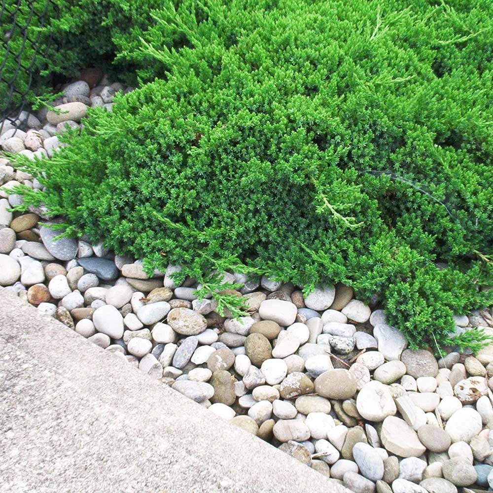 Parson’s Juniper - Image 2