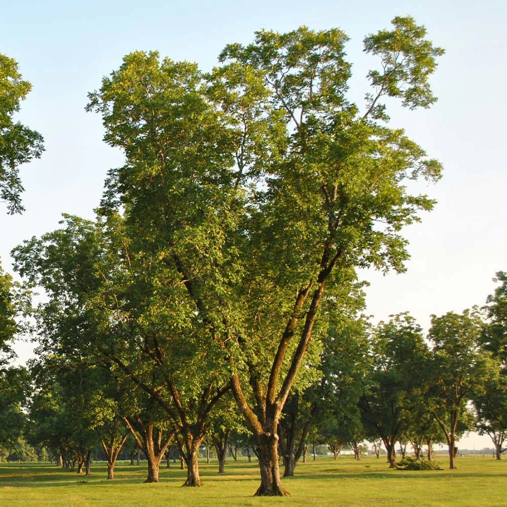 Pawnee Pecan Tree - Image 3