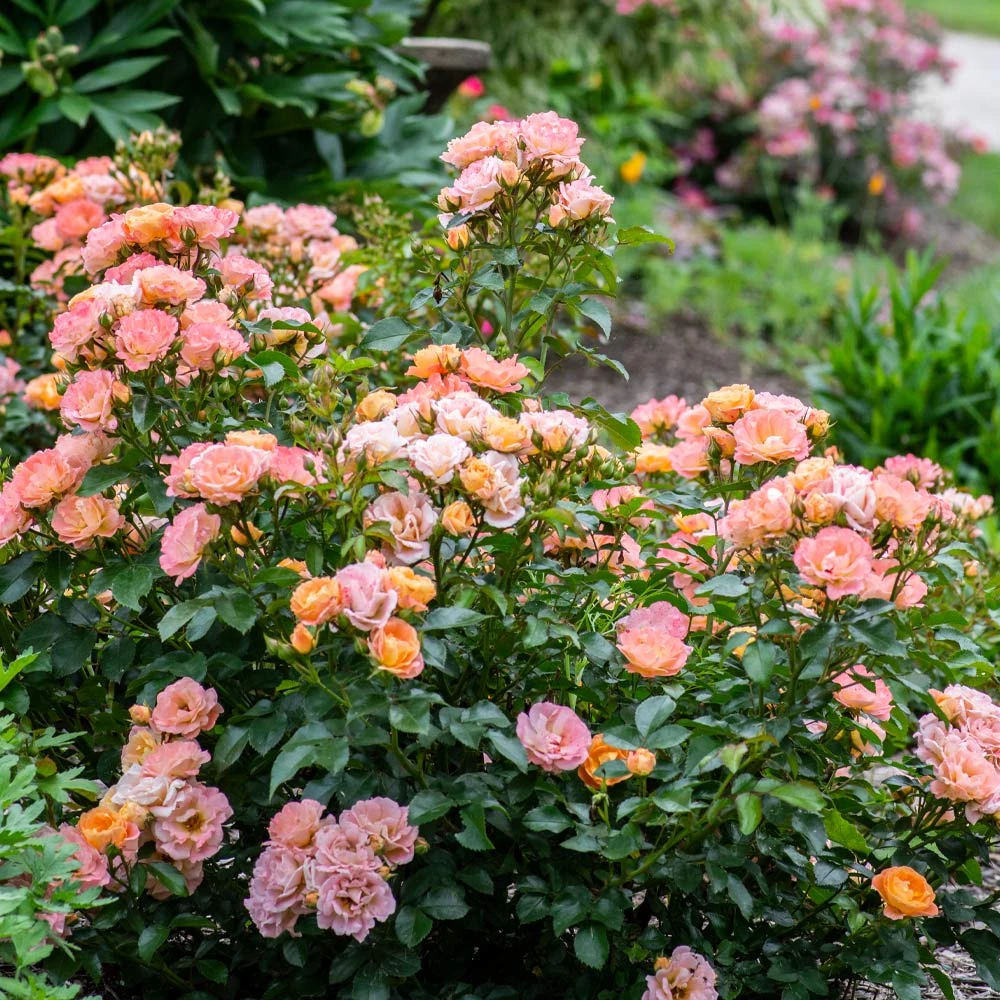 Peach Drift® Rose - Image 3