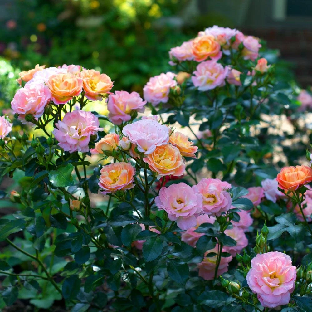 Peach Drift® Rose - Image 2