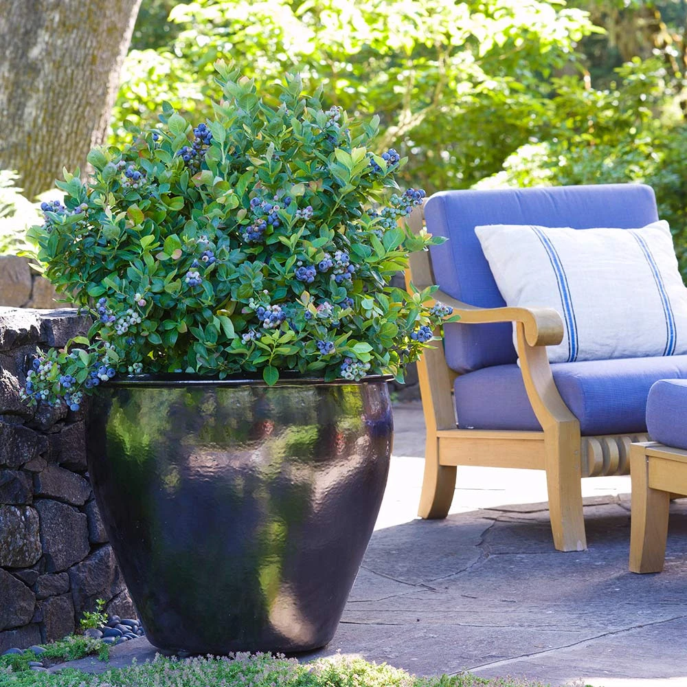 Bushel And Berry® Peach Sorbet™ Blueberry Bush - Image 2